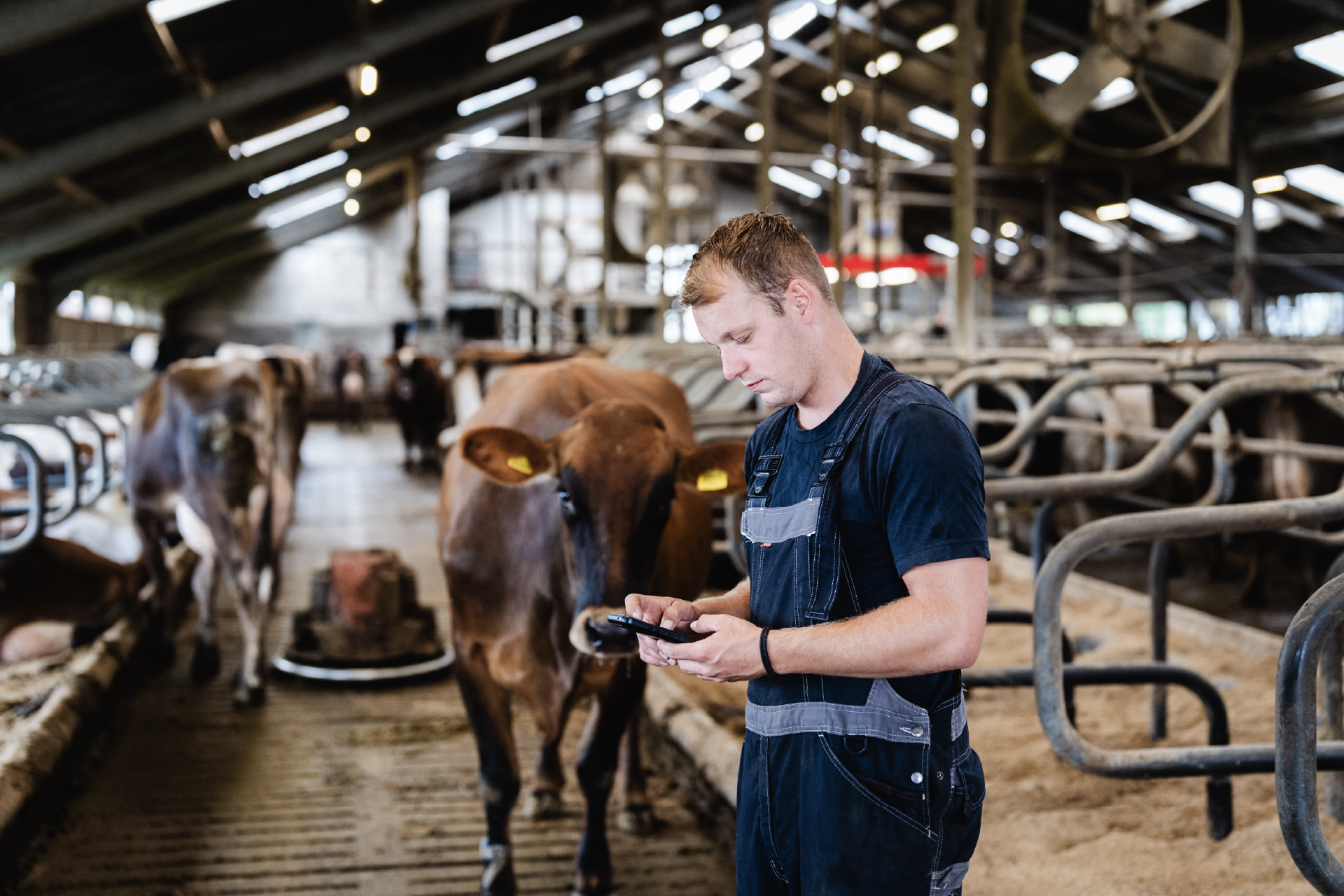 Boer kijkt naar zijn smartphone met koeien in de achtergrond